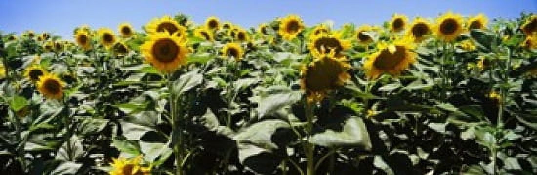 Sunflower field California USA Canvas Art - Panoramic Images (36 x 12)