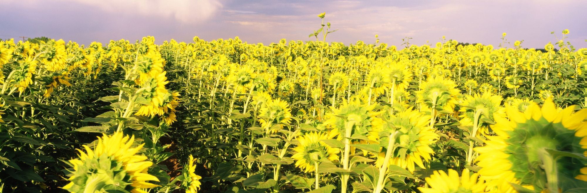 Sunflower field Colorado USA Canvas Art - Panoramic Images (36 x 12)