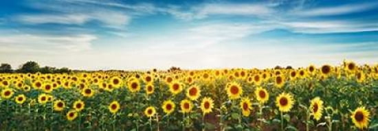 Sunflower field Plateau Valensole Provence France Canvas Art - Frank Krahmer (10 x 20)