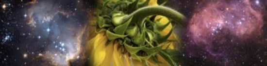 Sunflower in cosmos Canvas Art - Panoramic Images (40 x 10)