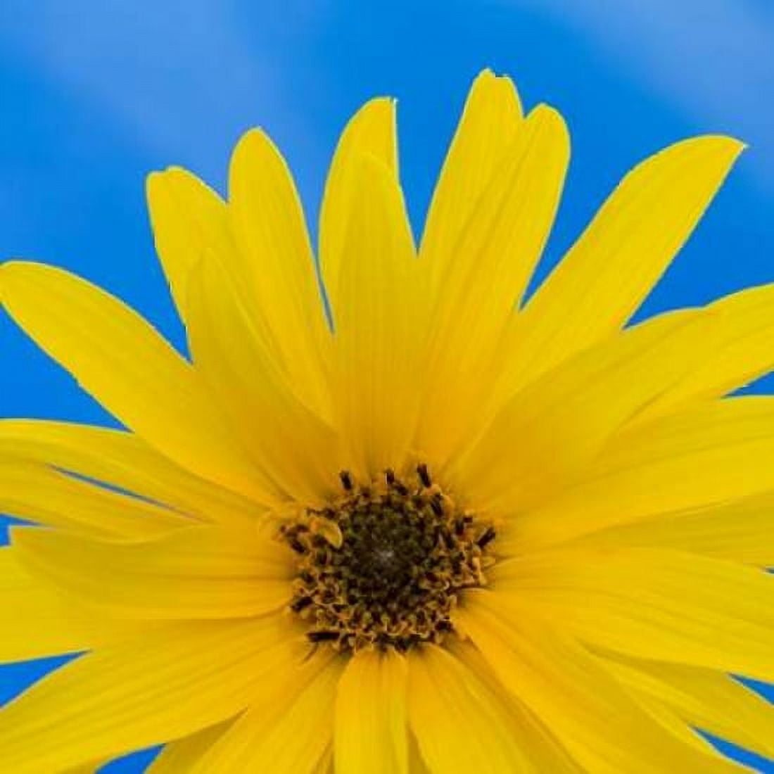Sunflower on Blue I Canvas Art - Kathy Mahan (24 x 24)