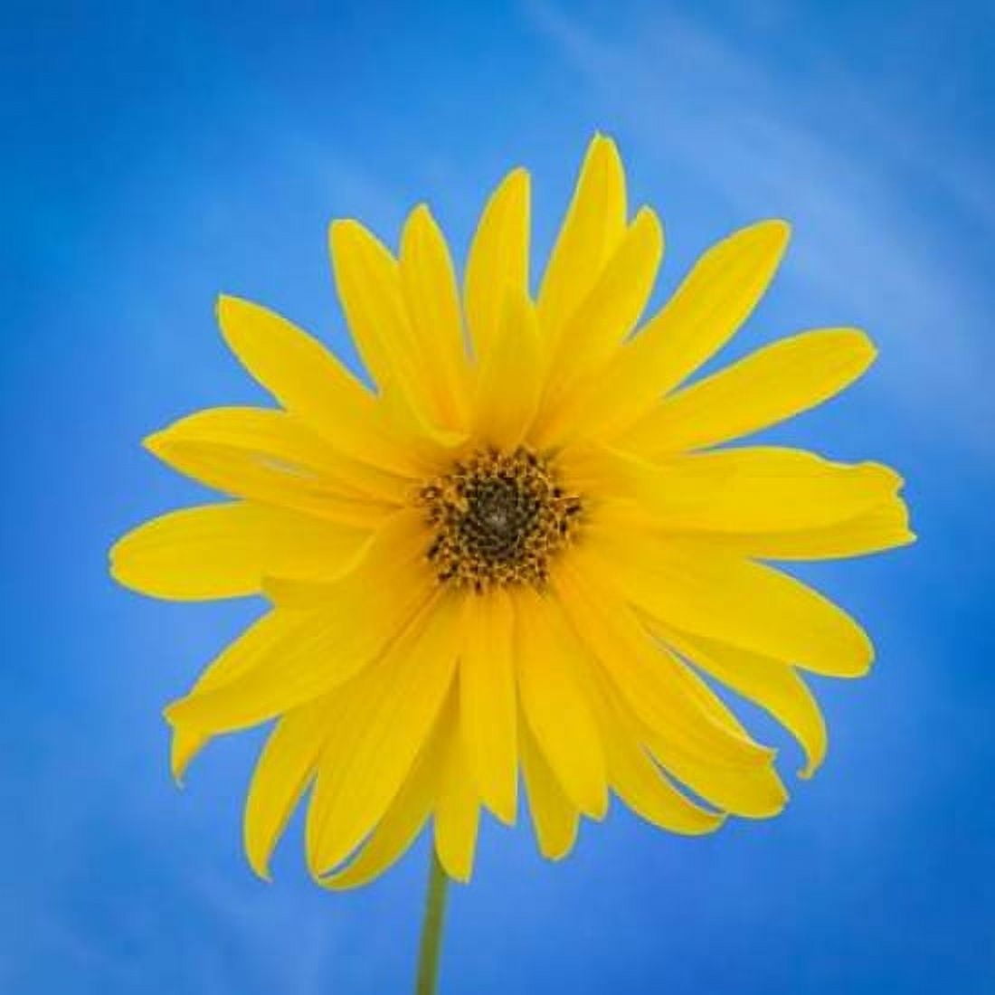 Sunflower on Blue II Canvas Art - Kathy Mahan (24 x 24)