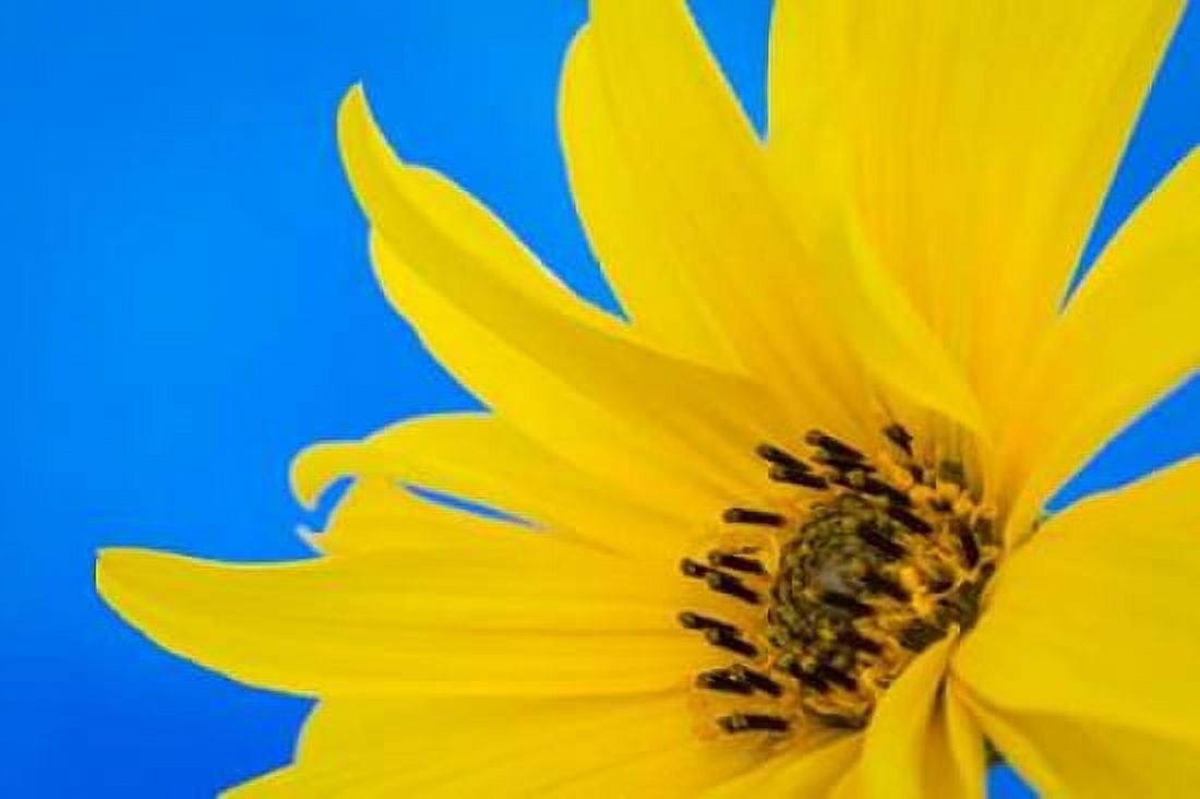 Sunflower on Blue III Canvas Art - Kathy Mahan (12 x 18)