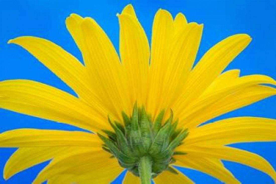 Sunflower on Blue IV Canvas Art - Kathy Mahan (24 x 36)