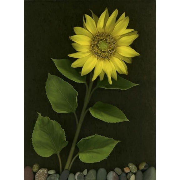 Sunflower with Rocks Poster Print by Deddeda, 12 x 16