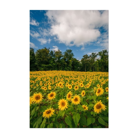 Sunflowers 02 - Maryland Photography Nature Floral Scenic Summer Botanical Landscape Unframed Wall Art Print 4 x 6 inches