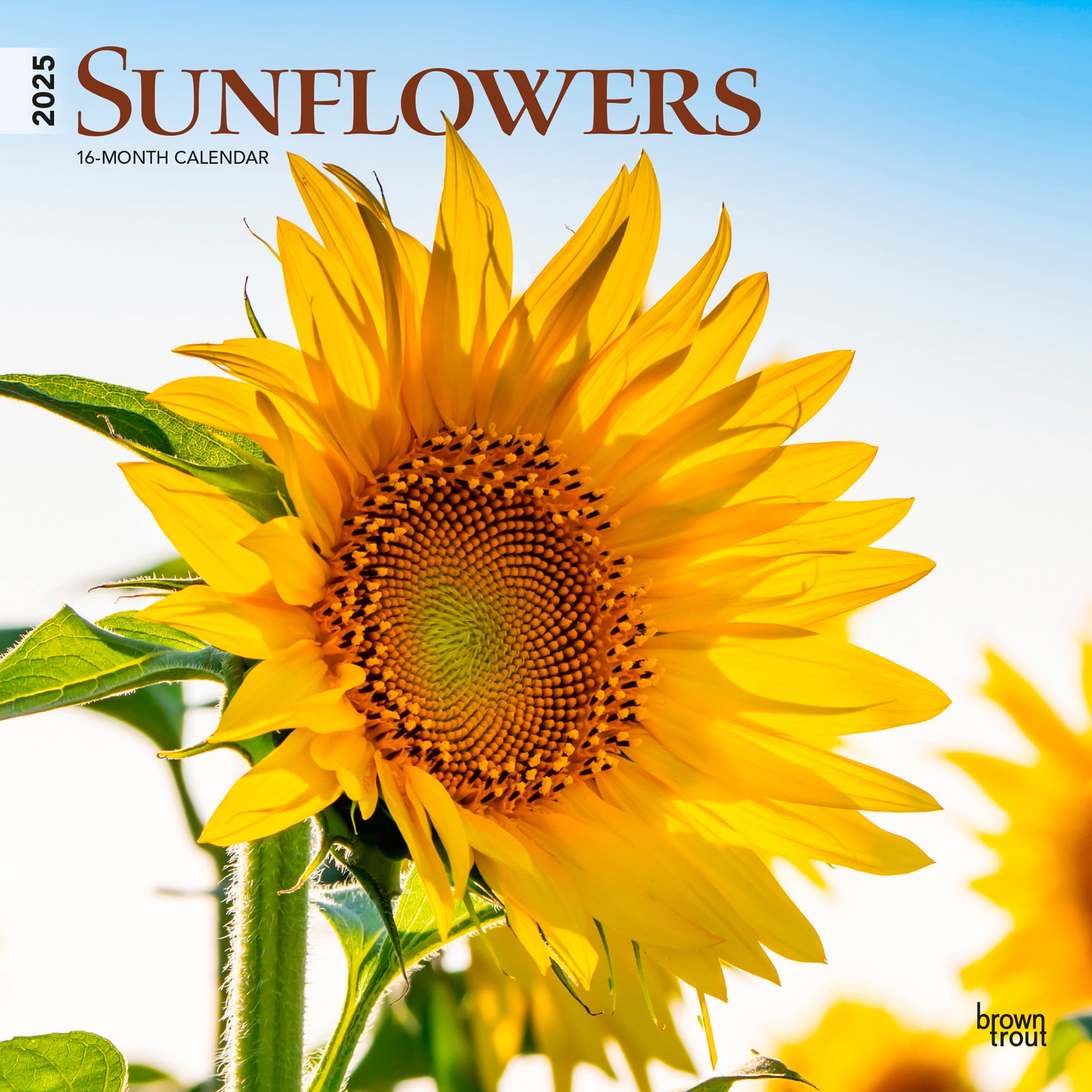 Sunflowers 2025 12x24 quot (Hanging) Wall Calendar Plastic Free Sunflowers 2025 12x24 quot (Hanging) Wall Calendar Plastic Free