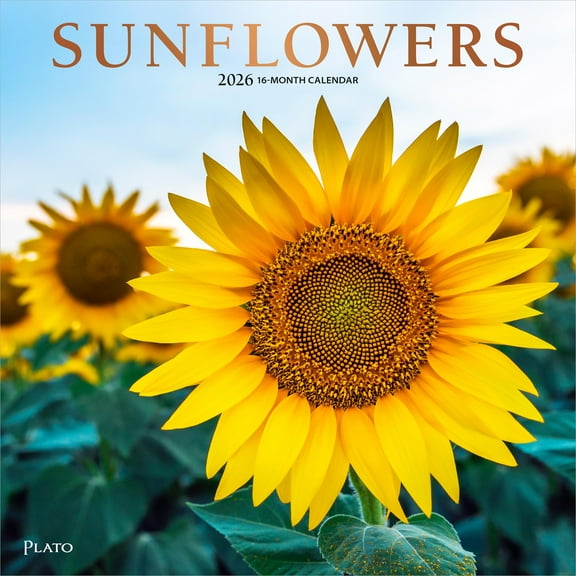 Sunflowers | 2026 12x24" (Hanging) Monthly Square Wall Calendar | Plato