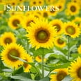 thumbnail image 1 of Sunflowers | 2026 7x14" (Hanging) Monthly Mini Wall Calendar | BrownTrout, 1 of 9