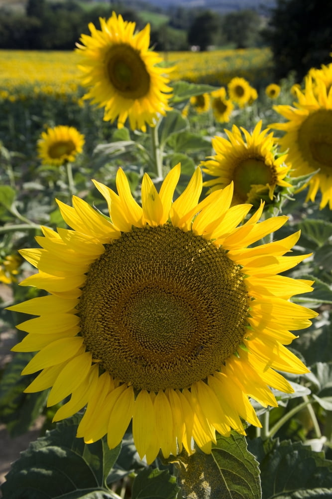 Sunflowers Around San Casciano Dei Bagni Tuscany Italy Canvas Art - Carlos Sanchez Pereyra Design Pics (22 x 34)