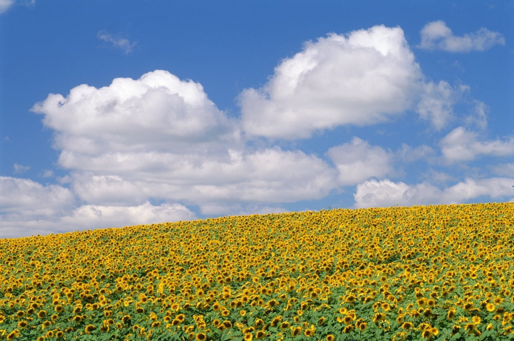 Sunflowers Austin Manitoba Canvas Art - Mike Grandmaison Design Pics (18 x 12)