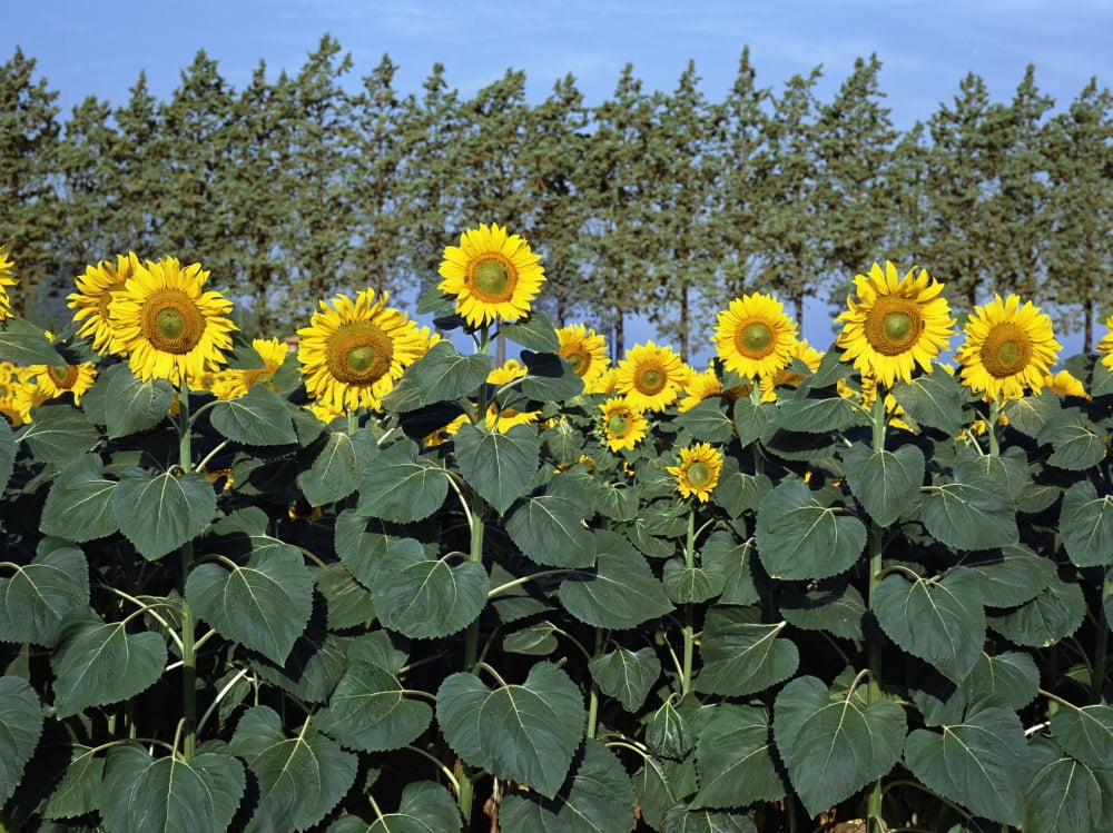 Sunflowers Canvas Art - Chris Caldicott Design Pics (16 x 12)