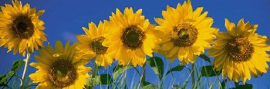 Sunflowers Canvas Art - Panoramic Images (37 x 12)