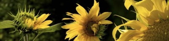 Sunflowers Canvas Art - Panoramic Images (40 x 10)