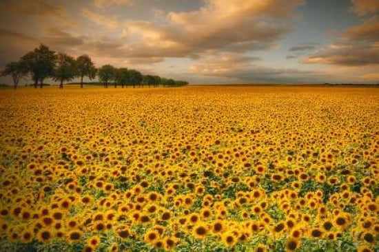 Sunflowers Canvas Art - Piotr (Bax) Krol (12 x 18)