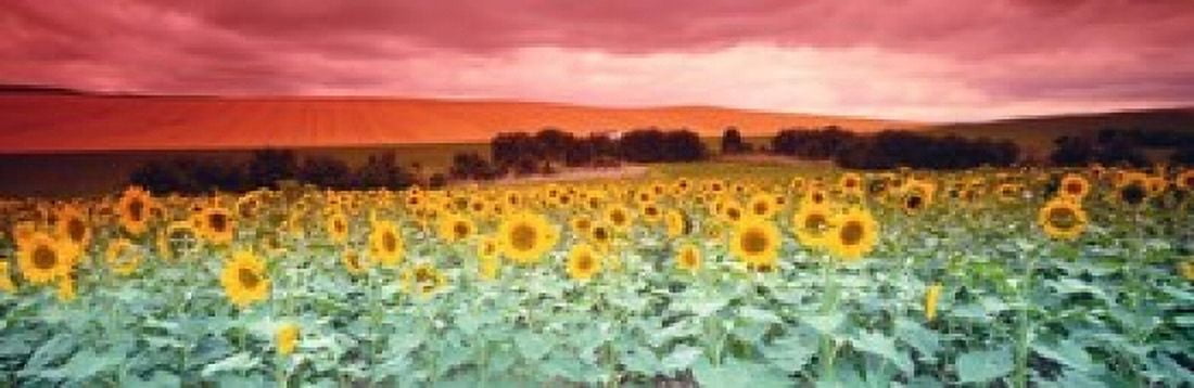 Sunflowers Corbada Spain Canvas Art - Panoramic Images (37 x 12)