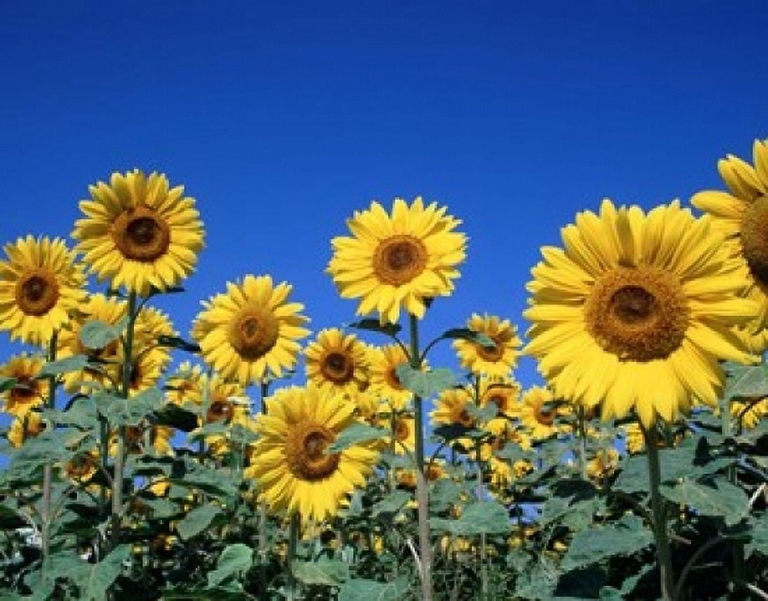 Sunflowers France Canvas Art - Paul Thompson DanitaDelimont (24 x 18)