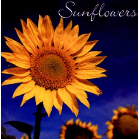 Sunflowers (Hardcover) by Rebecca Atwater Briccetti, Rebecca W Briccetti