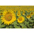 thumbnail image 1 of Sunflowers, Helianthus Annuus, Andalusia, Spain, Europe Poster Print (18 x 12), 1 of 3