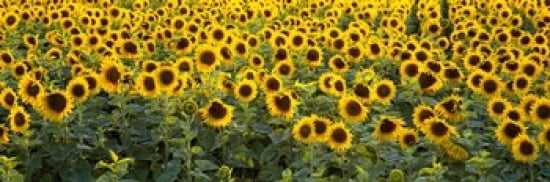 Sunflowers (Helianthus annuus) in a field Bouches-Du-Rhone Provence France Canvas Art - Panoramic Images (36 x 12)