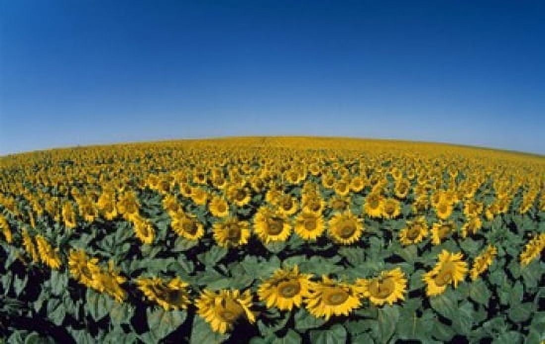 Sunflowers (Helianthus annuus) in a field Canvas Art - Panoramic Images (16 x 11)