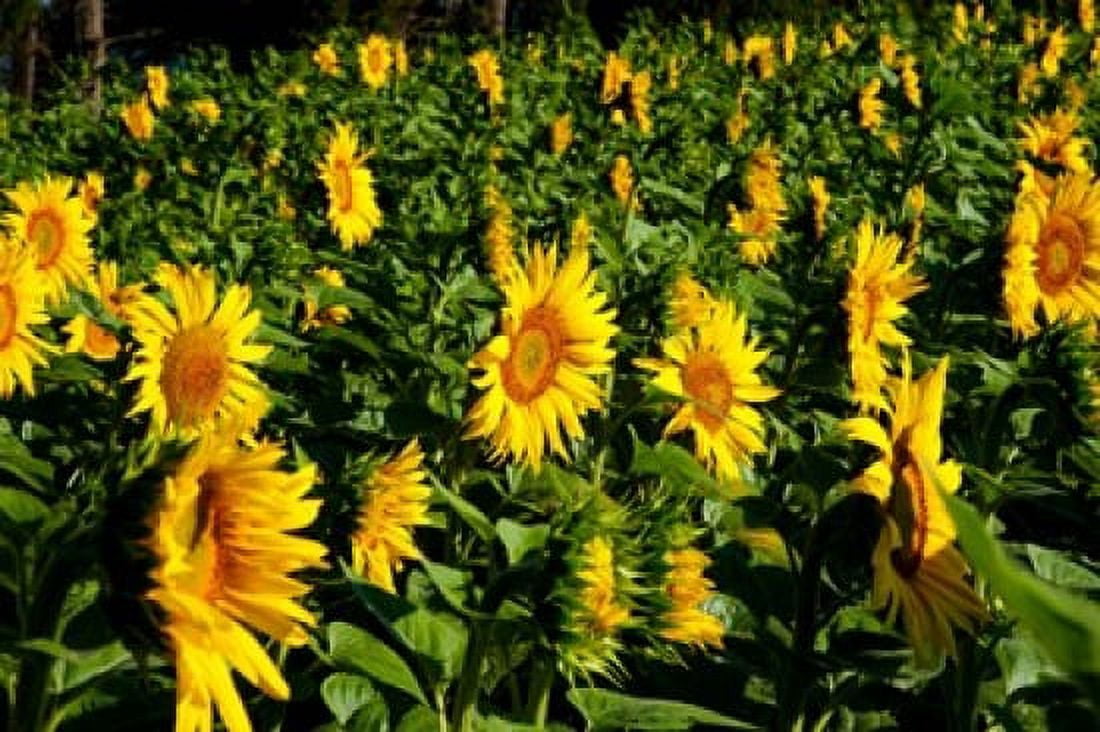 Sunflowers (Helianthus annuus) in a field Vaugines Vaucluse Provence-Alpes-Cote dAzur France Canvas Art - Panoramic Images (36 x 24)
