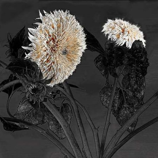 Sunflowers I Canvas Art - Shelley Lake (24 x 24)
