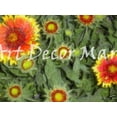 thumbnail image 1 of Sunflowers II - CANVAS OR FINE PRINT WALL ART, 1 of 1