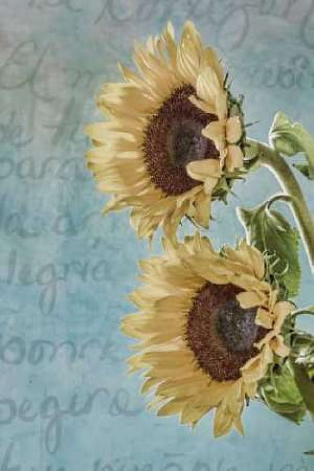 Sunflowers II Canvas Art - Kathy Mahan (12 x 18)