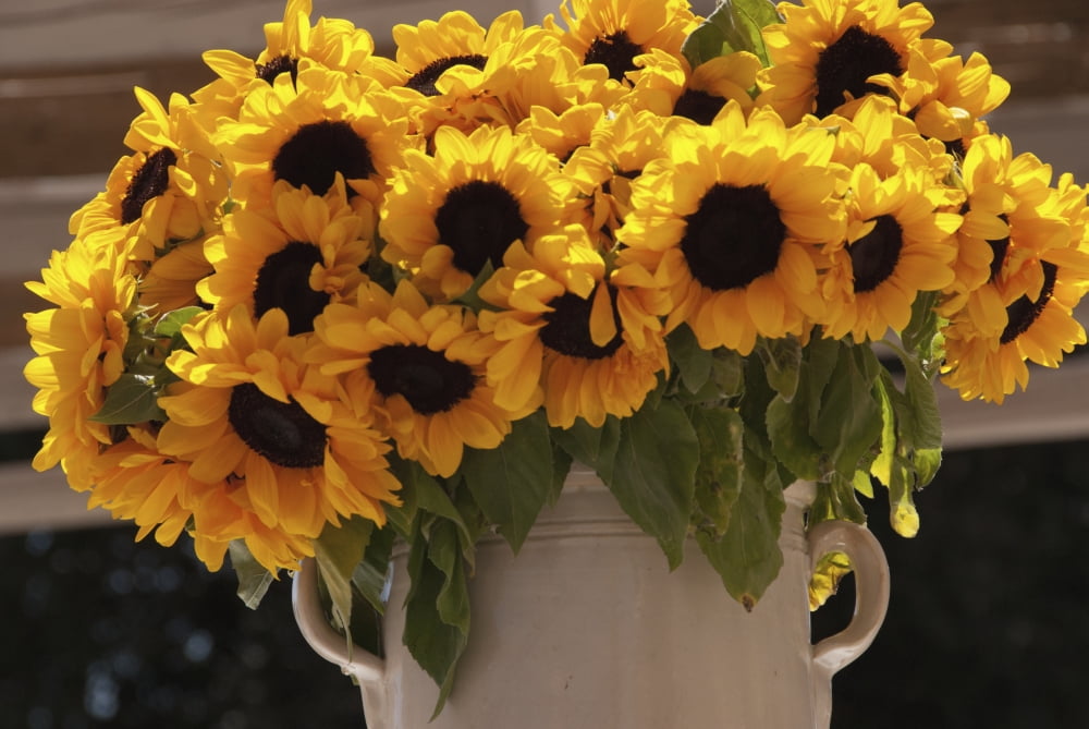 Sunflowers In A Ceramic Vase Puglia Italy Canvas Art - Heather Elton Design Pics (18 x 12)