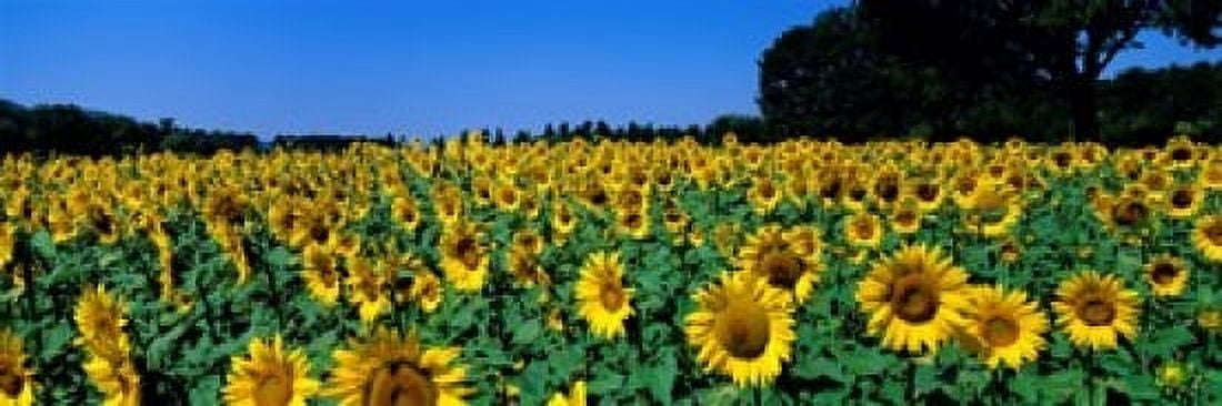 Sunflowers In A Field Provence France Canvas Art - Panoramic Images (18 x 7)