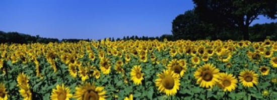 Sunflowers In A Field Provence France Canvas Art - Panoramic Images (36 x 13)