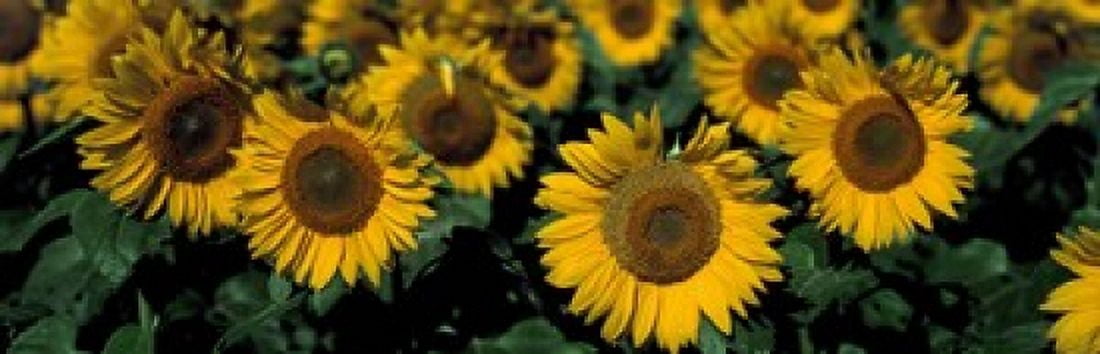 Sunflowers ND USA Canvas Art - Panoramic Images (18 x 6)