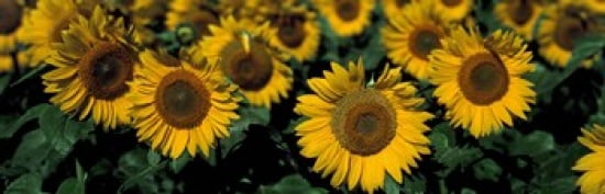 Sunflowers ND USA Canvas Art - Panoramic Images (36 x 12)