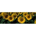 thumbnail image 1 of Sunflowers ND USA Poster Print by  - 36 x 12, 1 of 1