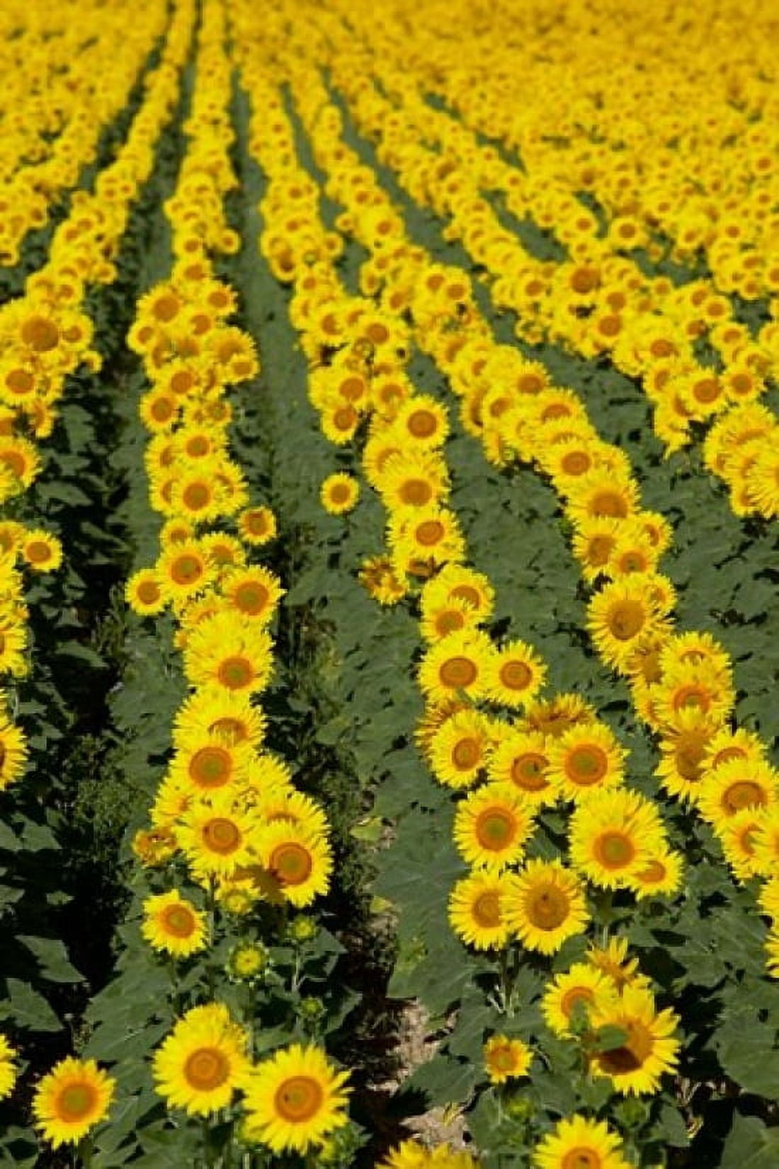Sunflowers Provence France Canvas Art - David Barnes  DanitaDelimont (18 x 26)