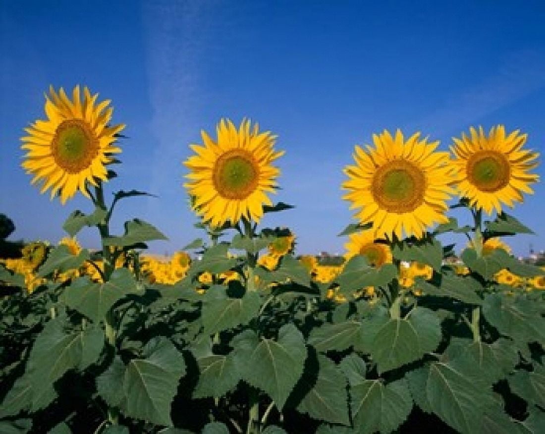 Sunflowers Spain Canvas Art - Paul Thompson DanitaDelimont (20 x 16)
