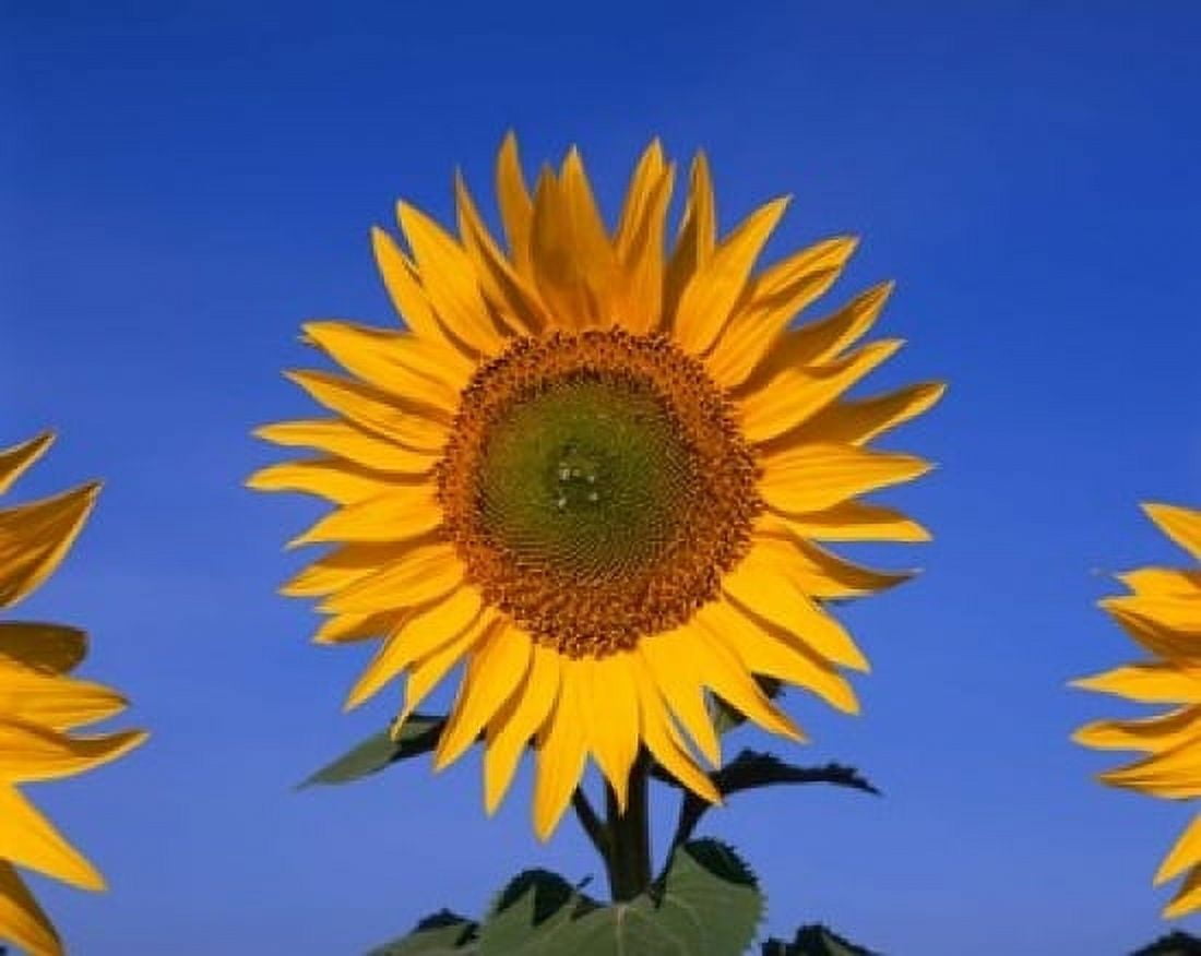 Sunflowers Spain Canvas Art - Paul Thompson DanitaDelimont (20 x 16)