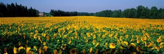 Sunflowers St Remy de Provence Provence France Canvas Art - Panoramic Images (36 x 12)