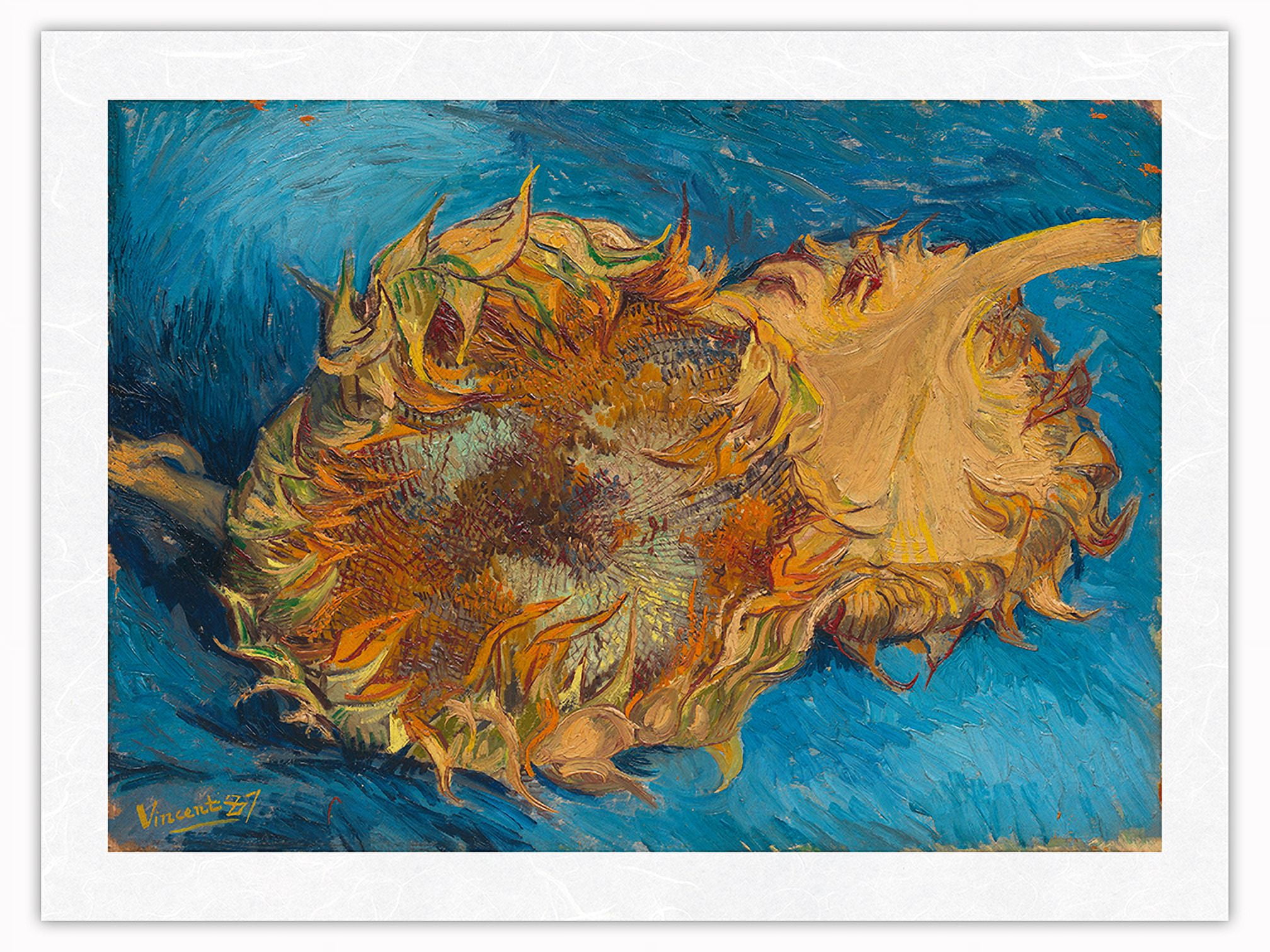 Sunflowers - Still Life - From an Original Color Painting by Vincent ...