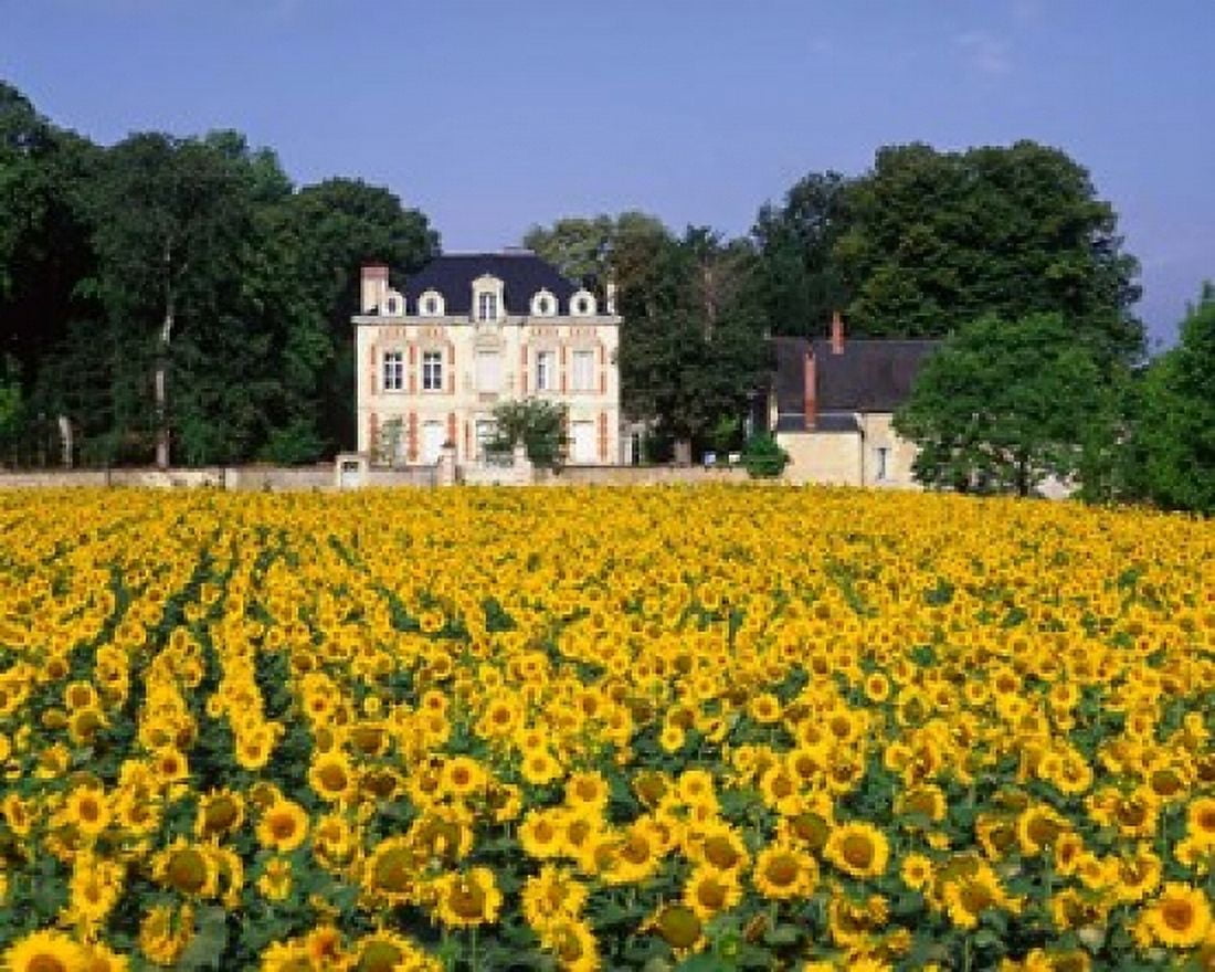 Sunflowers and Chateau Loire Valley France Canvas Art - Paul Thompson DanitaDelimont (27 x 22)
