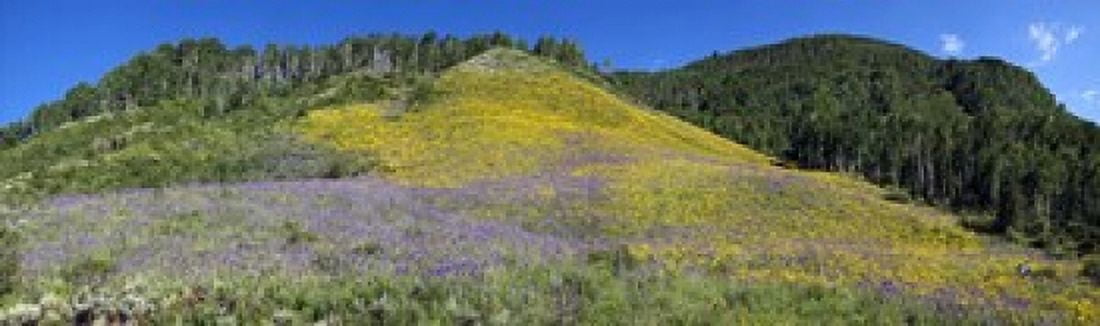 Sunflowers and larkspur wildflowers on hillside Colorado USA Canvas Art - Panoramic Images (15 x 5)