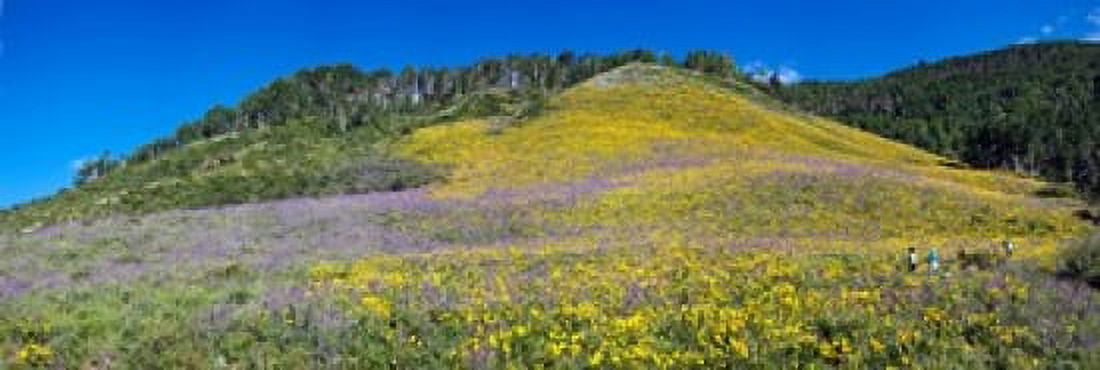Sunflowers and larkspur wildflowers on hillside Colorado USA Canvas Art - Panoramic Images (36 x 12)