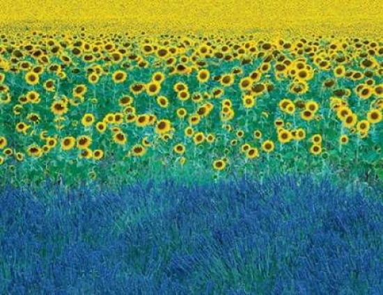 Sunflowers in Provence-France Canvas Art - David Clapp (22 x 28)