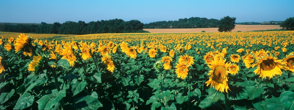 Sunflowers in a field Provence-Alpes-Cote dAzur France Canvas Art - Panoramic Images (27 x 9)