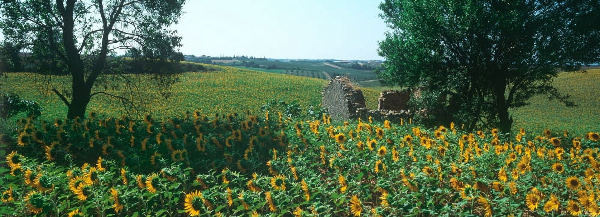 Sunflowers in a field Provence-Alpes-Cote dAzur France Canvas Art - Panoramic Images (27 x 9)
