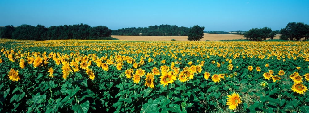 Sunflowers in a field Provence-Alpes-Cote dAzur France Canvas Art - Panoramic Images (27 x 9)