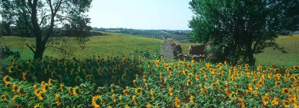 Sunflowers in a field Provence-Alpes-Cote dAzur France Canvas Art - Panoramic Images (36 x 12)