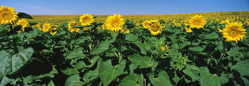 Sunflowers in a field US Route 83 North Dakota USA Canvas Art - Panoramic Images (7 x 18)