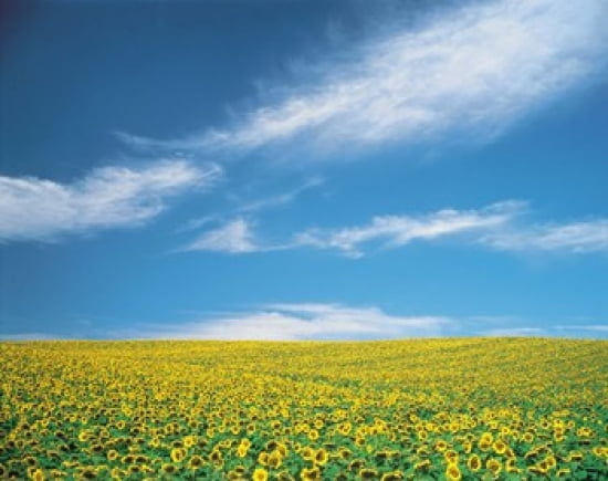 Sunflowers in field Canvas Art - Panoramic Images (24 x 20)